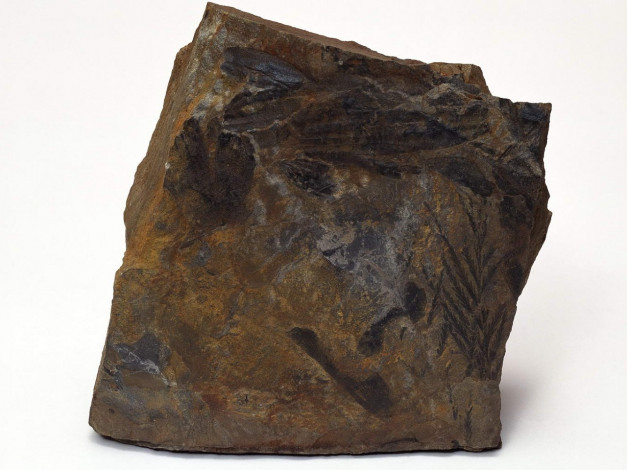 Обои картинки фото разное, ракушки, кораллы, декоративные, spa, камни