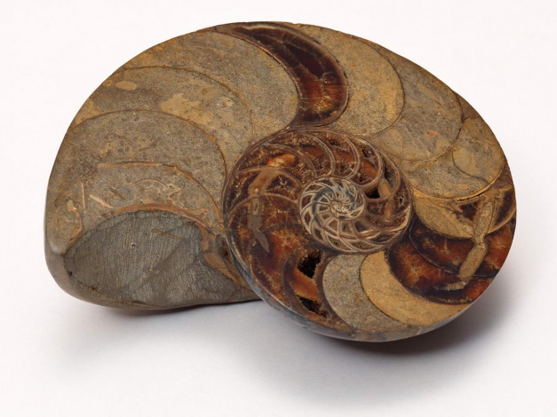 Обои картинки фото разное, ракушки, кораллы, декоративные, spa, камни