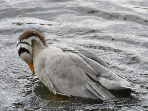 Картинка животные гуси