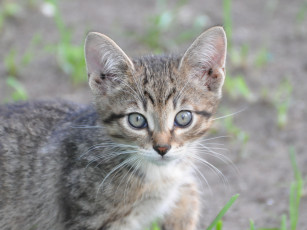 Картинка животные коты