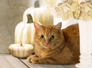 Картинка животные коты