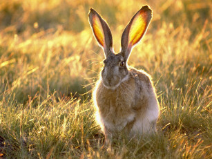 Картинка животные кролики зайцы