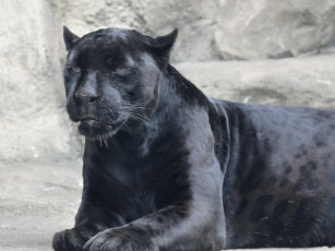 Картинка животные пантеры