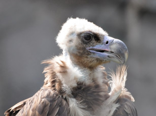 Картинка животные птицы хищники