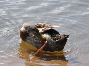 обоя животные, утки