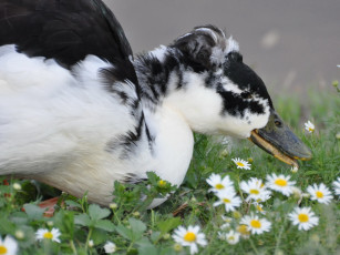 Картинка животные утки