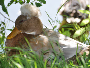 обоя животные, утки