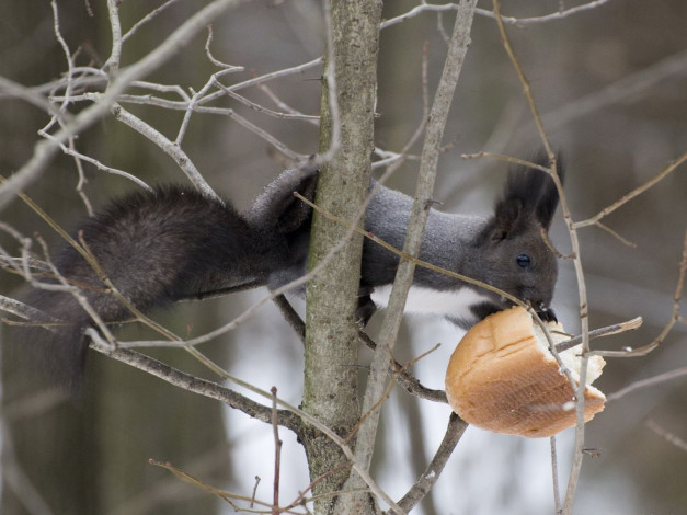 Обои картинки фото животные, белки