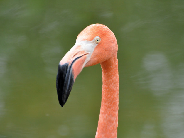 Обои картинки фото животные, фламинго