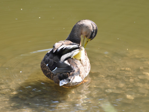 Обои картинки фото животные, утки