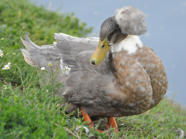 Обои картинки фото животные, утки