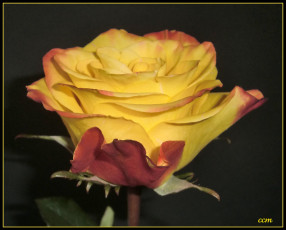 Картинка цветы розы