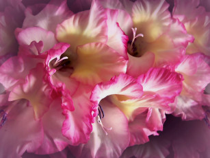 Картинка цветы гладиолусы