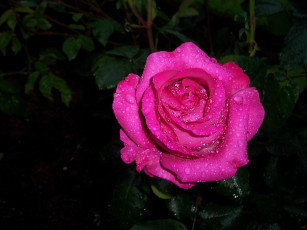 Картинка цветы розы