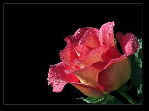 Картинка цветы розы капли розовый