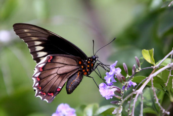 Картинка животные бабочки цветы крылья
