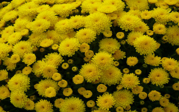 Картинка цветы хризантемы