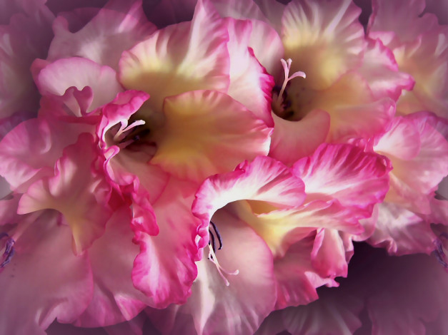 Обои картинки фото цветы, гладиолусы