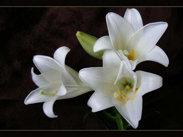 Обои картинки фото цветы, лилии, лилейники