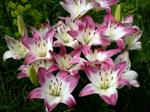 Обои картинки фото цветы, лилии, лилейники, розовый, много