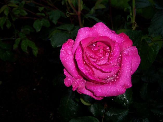 Обои картинки фото цветы, розы