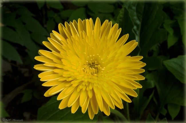 Обои картинки фото цветы, хризантемы