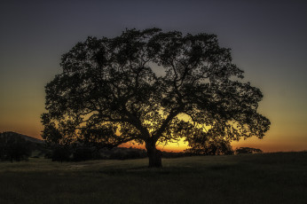 Картинка природа деревья заря крона дерево