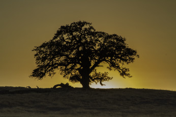 Картинка природа деревья заря крона дерево