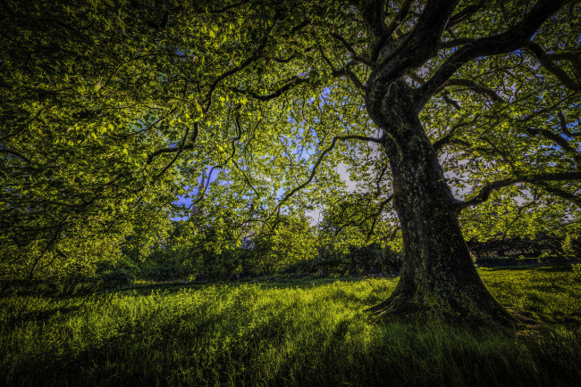 Обои картинки фото природа, деревья, дерево, ветки, листья, зелень, огромное