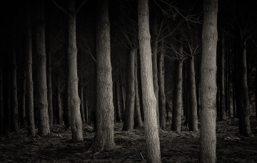 Картинка природа лес фон