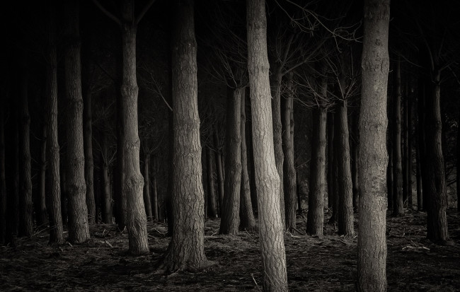 Обои картинки фото природа, лес, фон