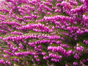 обоя цветы, дицентра , разбитое сердце, розовый, цвет