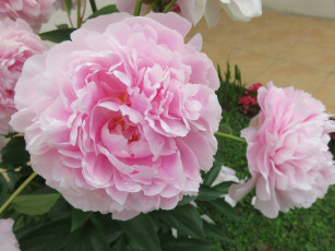 Картинка цветы пионы цветение бутон пион листья лепестки