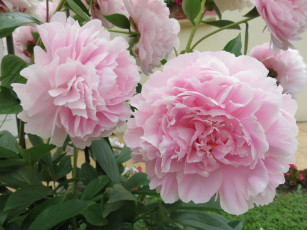 Картинка цветы пионы цветение листья бутон лепестки пион