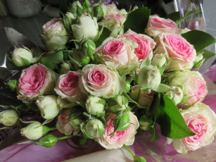 Картинка цветы розы blossoms leaves цветение листья petals лепестки роза bud rose бутон