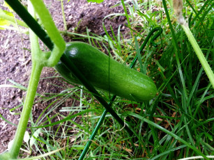 Картинка природа плоды огурец