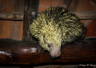 Картинка животные -+другое зверёк