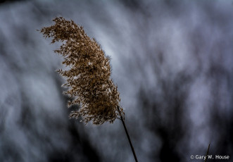 Картинка природа макро камыш