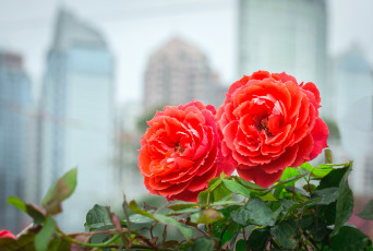 Картинка цветы розы роза бутон blossoms leaves petals цветение rose bud листья лепестки