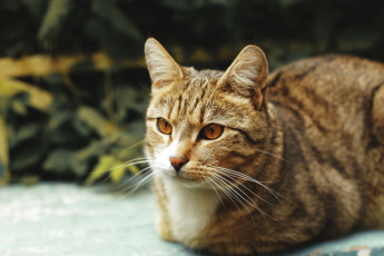 Картинка животные коты морда усы