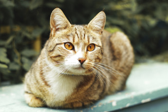 Картинка животные коты усы морда