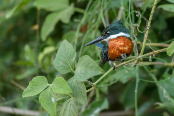 Картинка животные птицы мира листья птица ветки природа зимородок