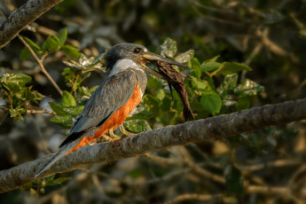 Картинка животные птицы рыба зимородок птица листья мира ветка природа