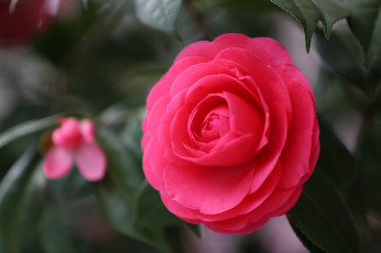 Картинка цветы камелии цветок японская камелия