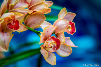 Картинка цветы орхидеи