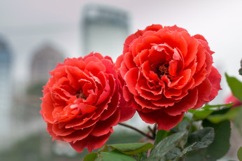 Картинка цветы розы цветение лепестки листья розовая роза