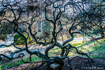 Картинка природа деревья дерево