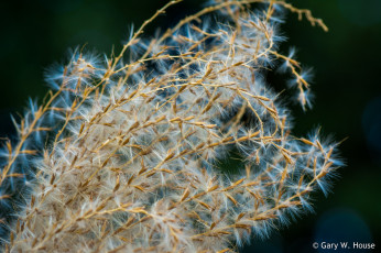 Картинка природа макро трава