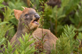 Картинка животные олени животное олень лето природа зелень ветка листья пуду