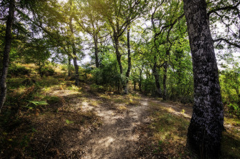 Картинка природа лес простор